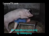 Man bows over for hog fucking